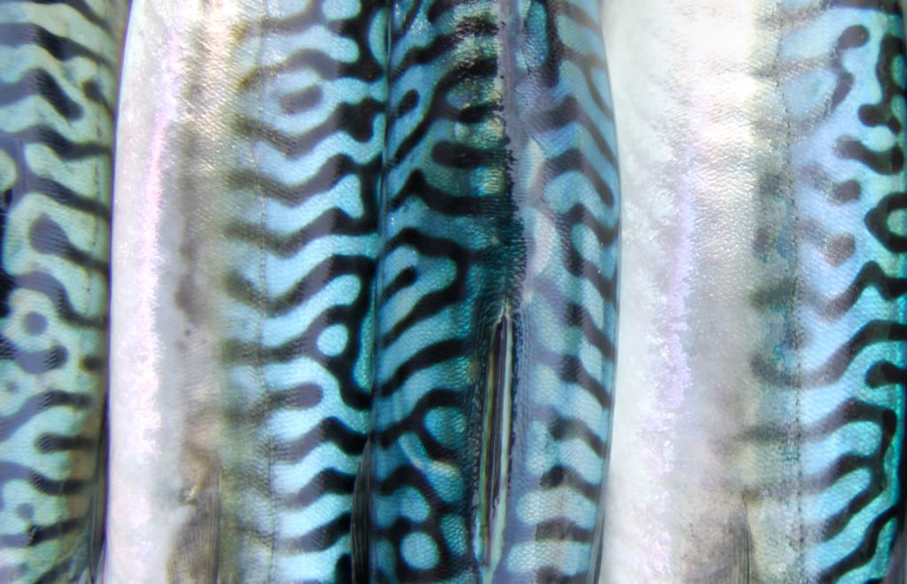 Mackerel