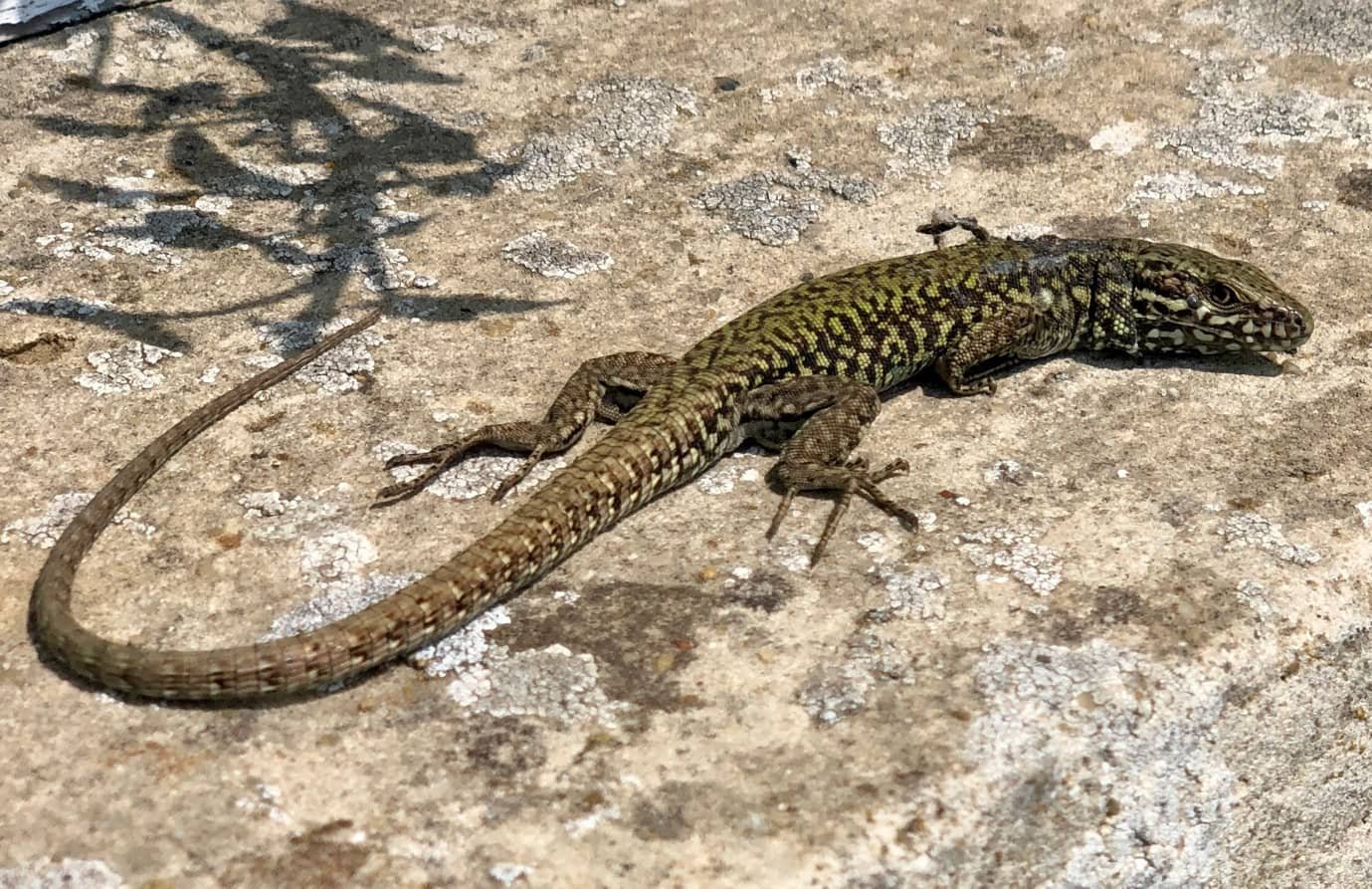 Ventnor Lizard